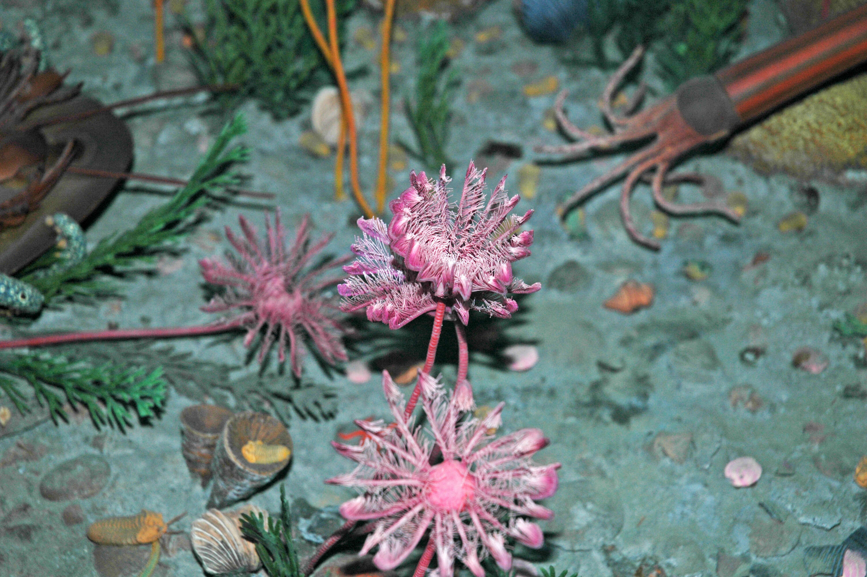 Image of crinoids and relatives