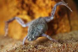 Image of African dwarf frog