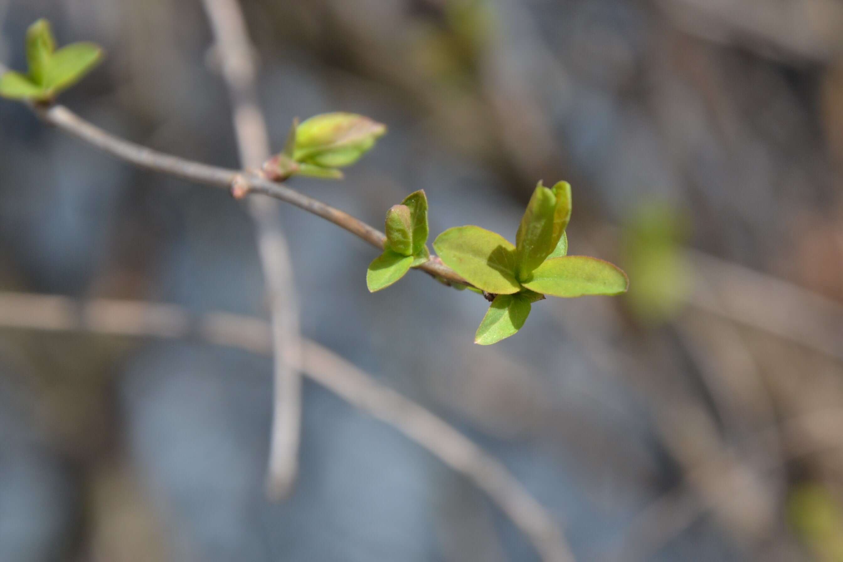 Image of dwarf honeysuckle