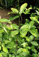 Image of gold dust dracaena