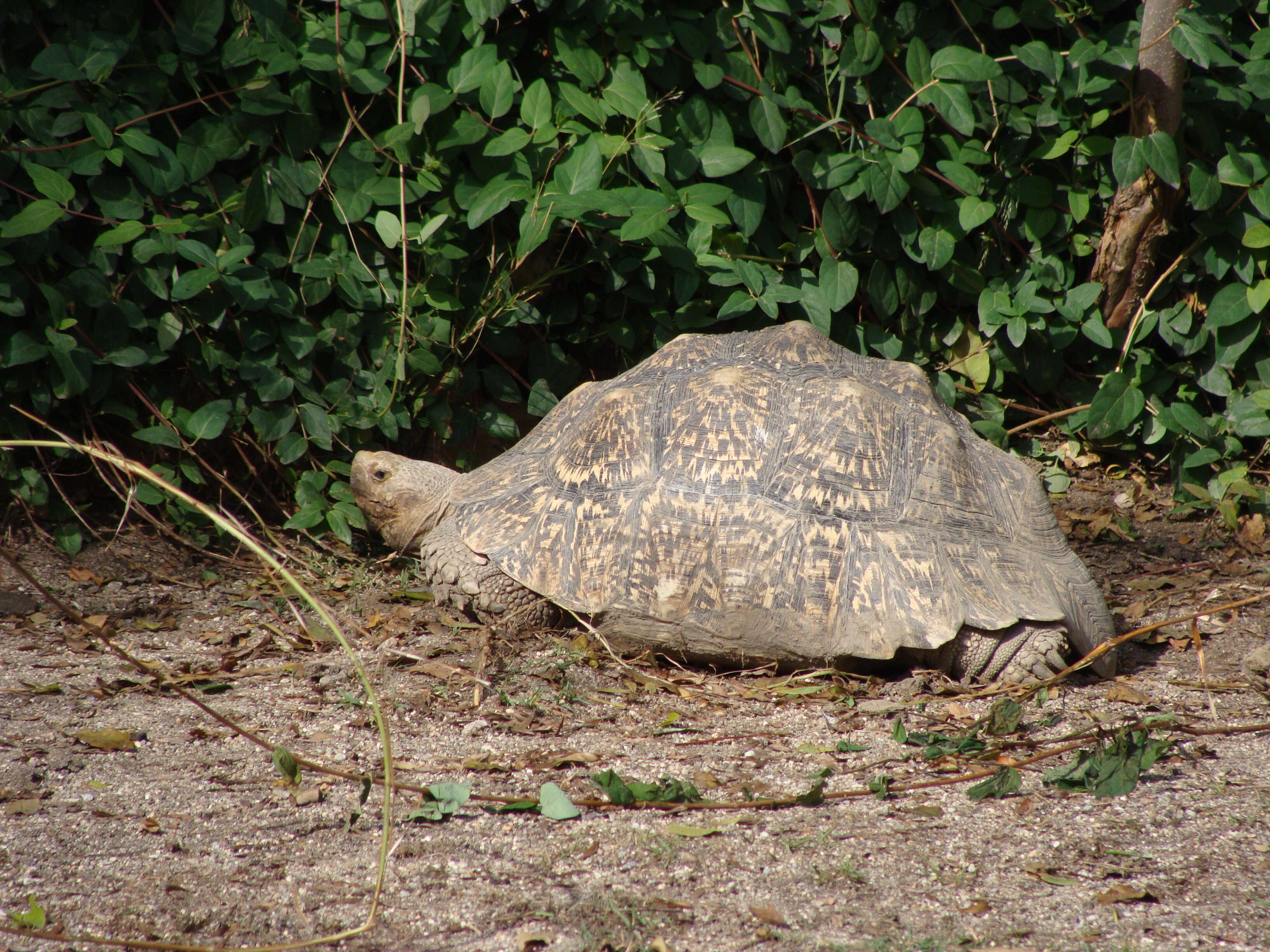 Image of Stigmochelys