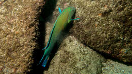 Image of Noronha wrasse