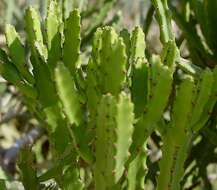 Imagem de Euphorbia grandidens Haw.