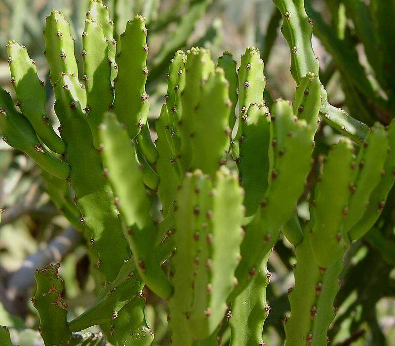 Imagem de Euphorbia grandidens Haw.