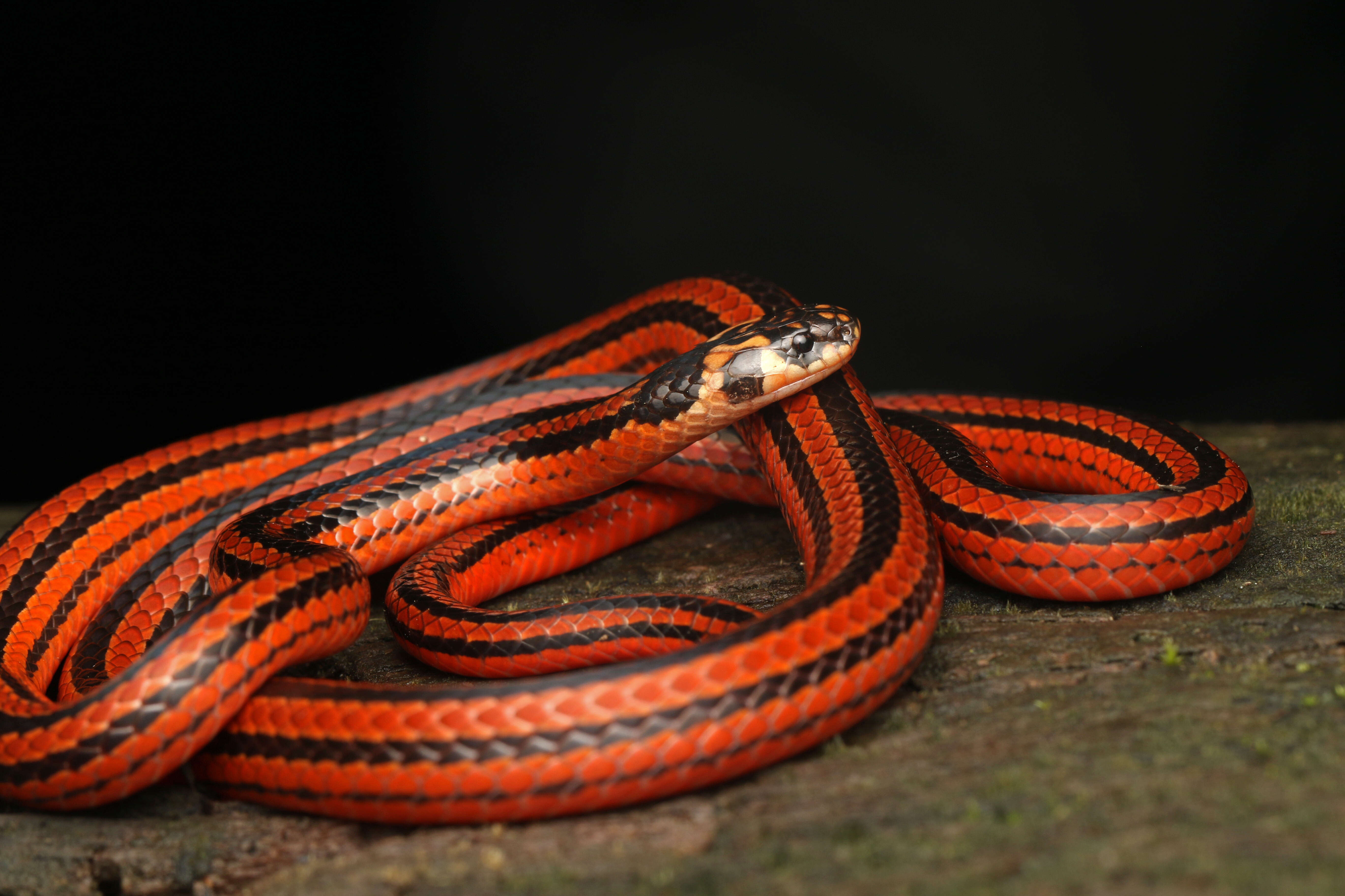 Image of Black Coral Snake