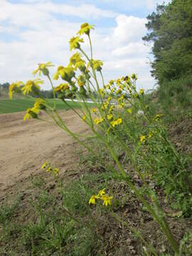 Image of eastern groundsel