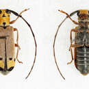 Image of Eunidia tripunctata Aurivillius 1911