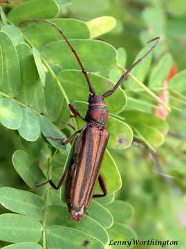 Image of Monkeypod roundheaded borer