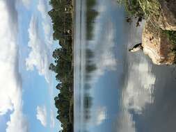 Image of Little Pied Cormorant