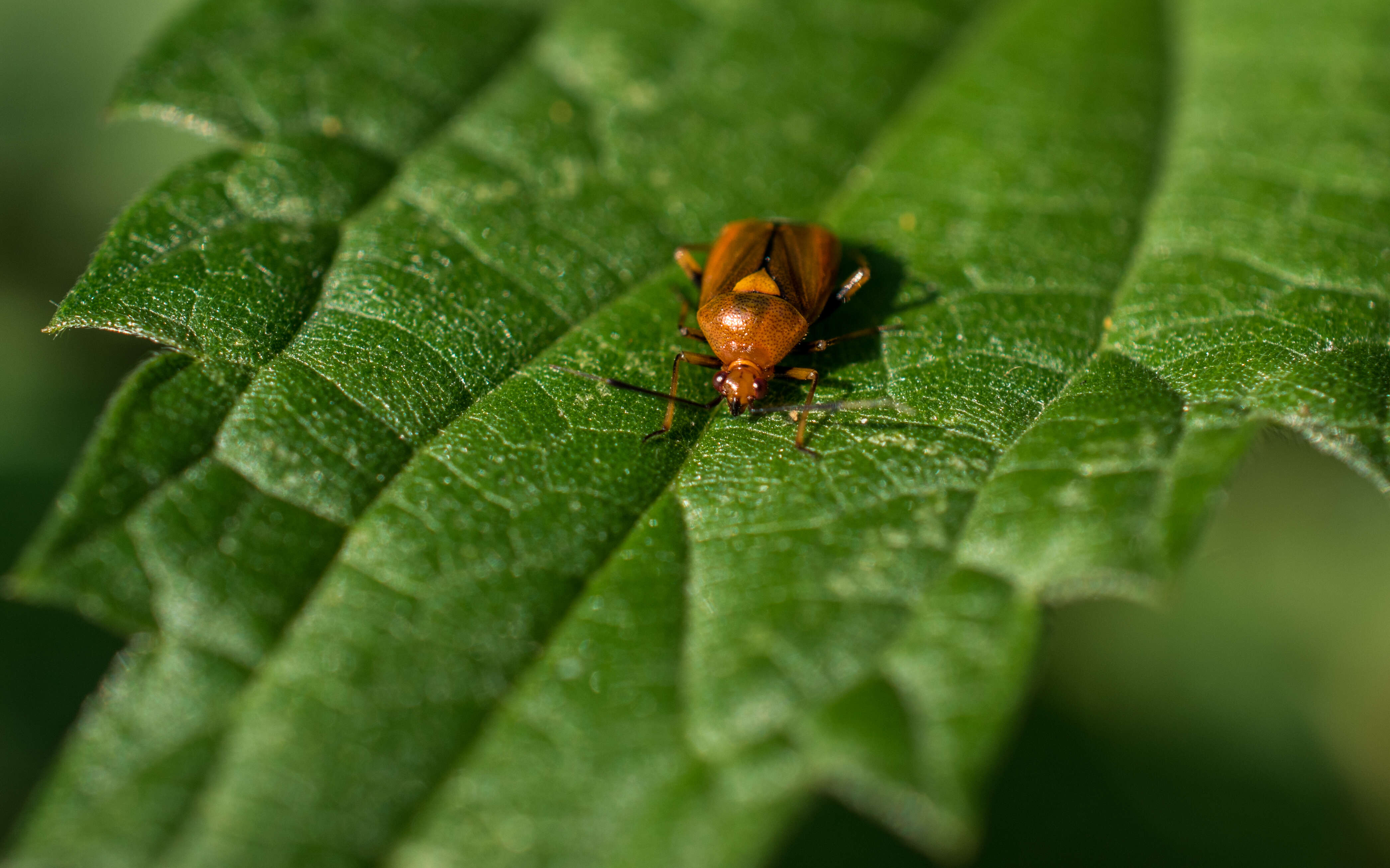 Image of red capsid bug