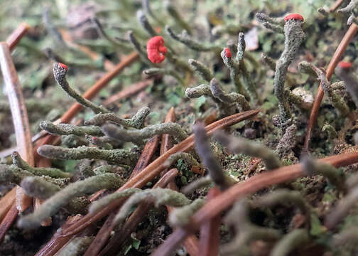 Image of Cladonia macilenta