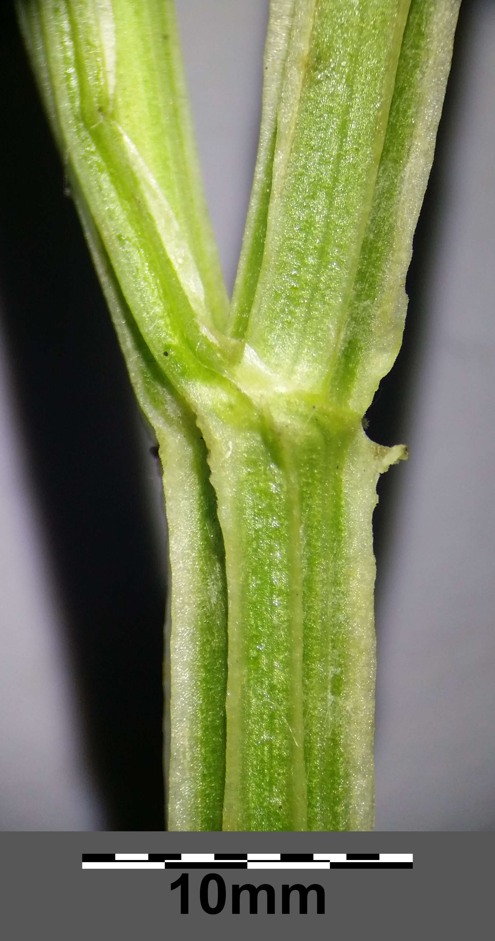 Image of little-leaf angelica