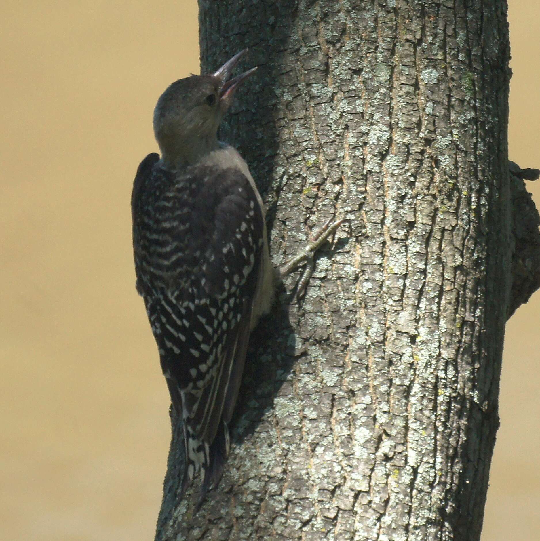 Image of Red-bellied Woodpecker