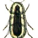 Image of Cossyphus G.-A. Olivier 1791