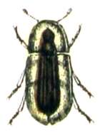 Image of Cossyphus G.-A. Olivier 1791