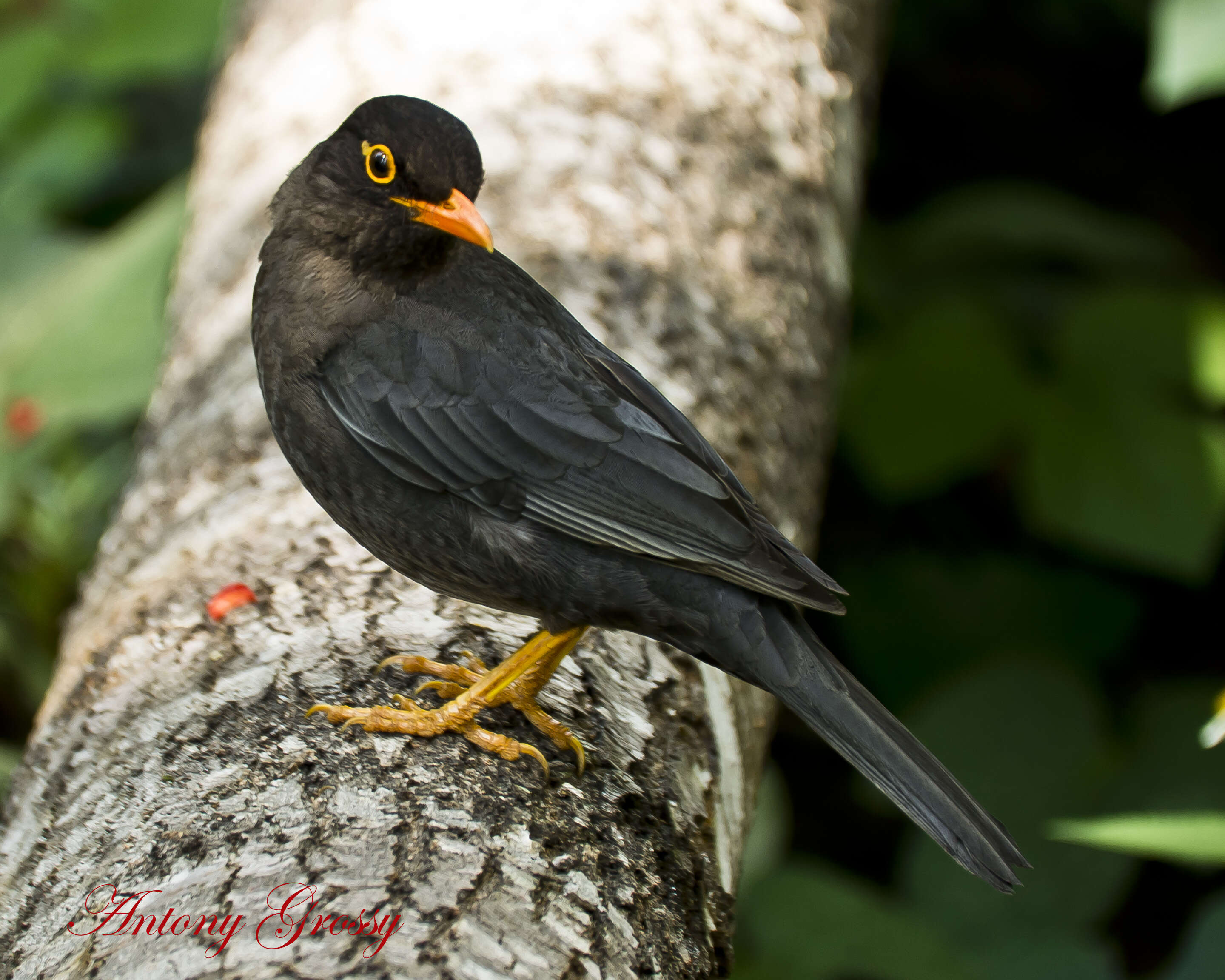 Image of Indian Blackbird