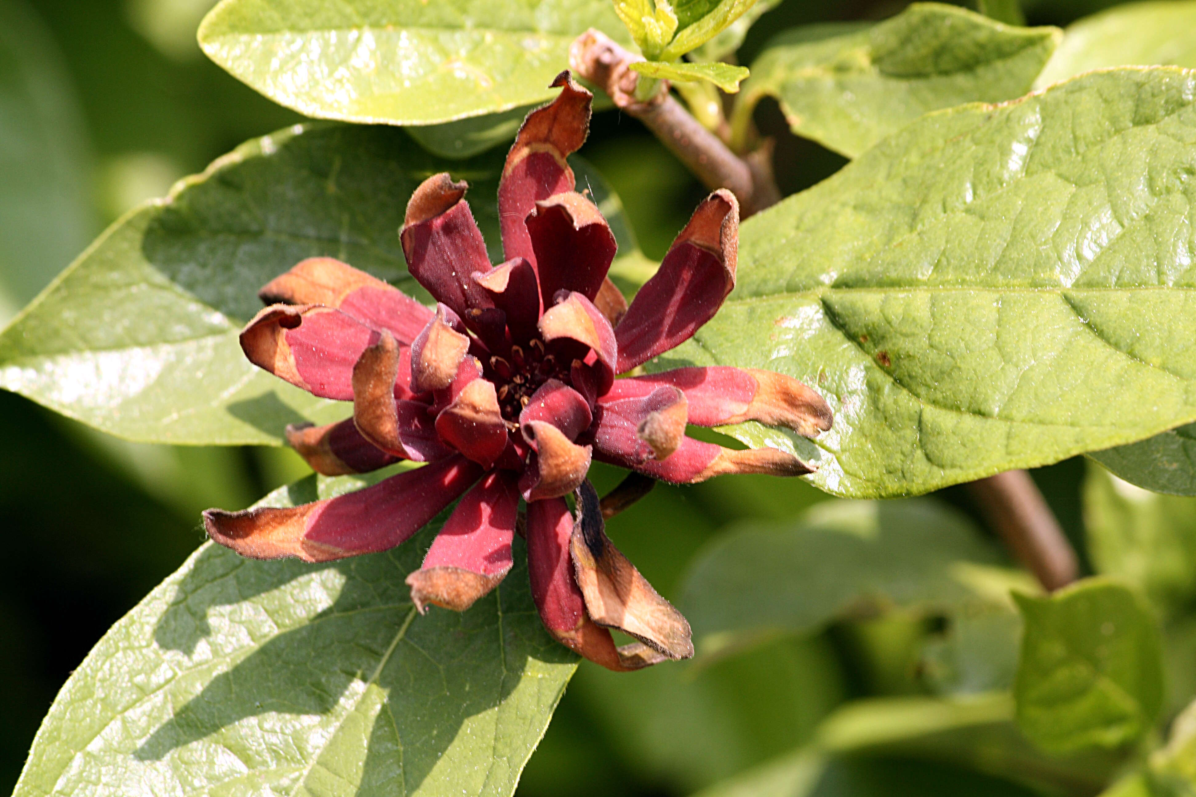 Image de Calycanthus floridus L.