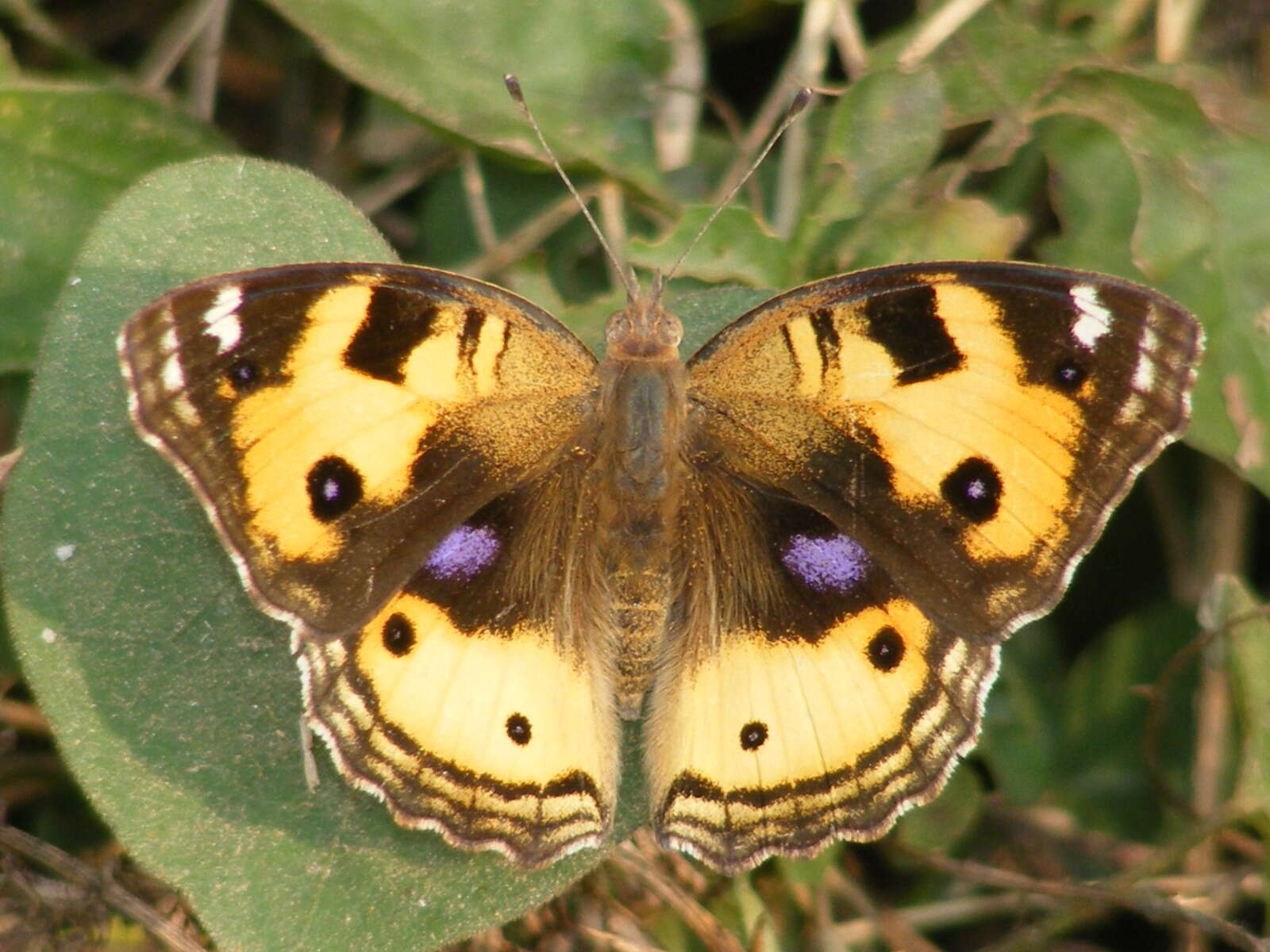 Imagem de Junonia hierta Fabricius 1798