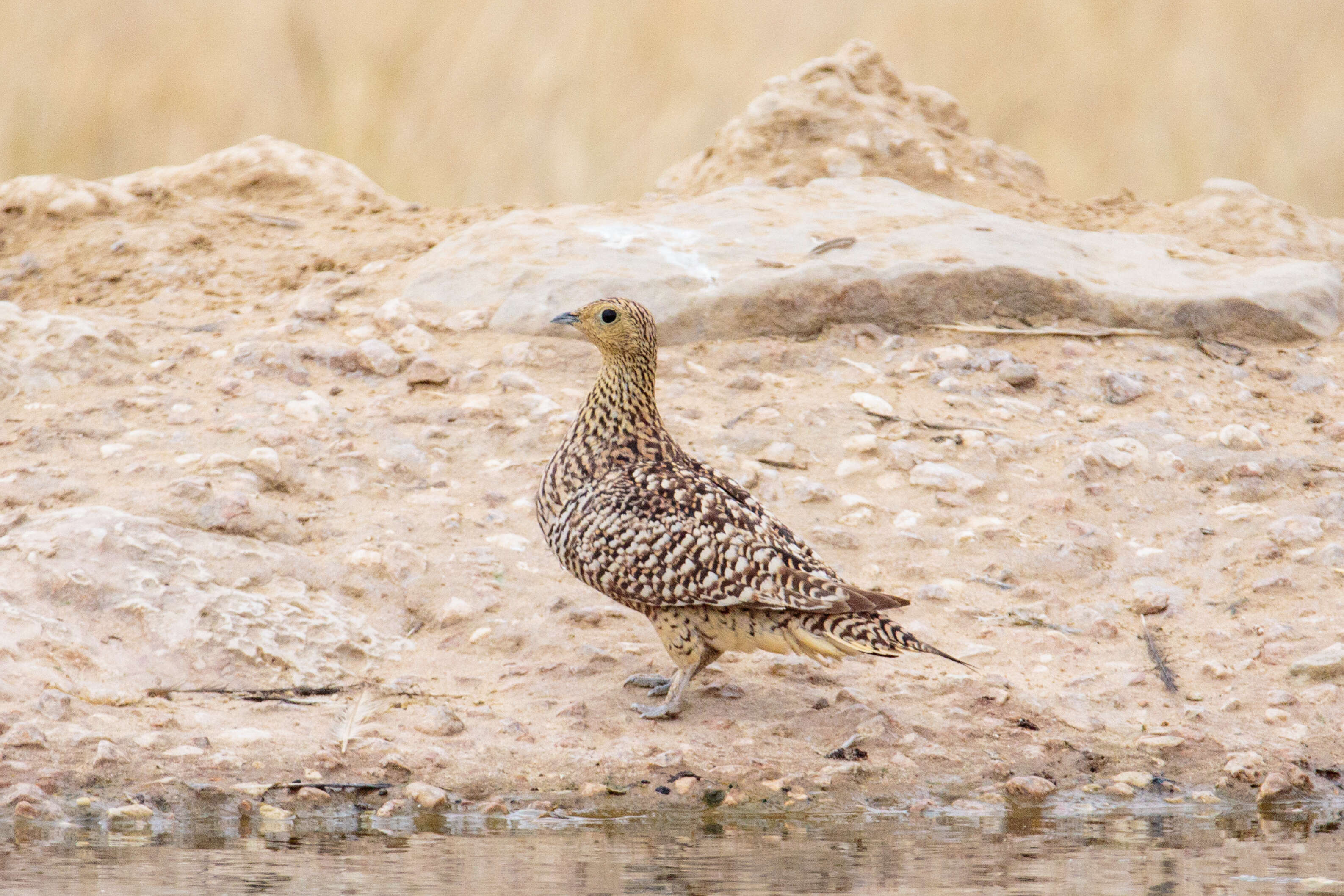 Image of Namaqua Sandgrouse