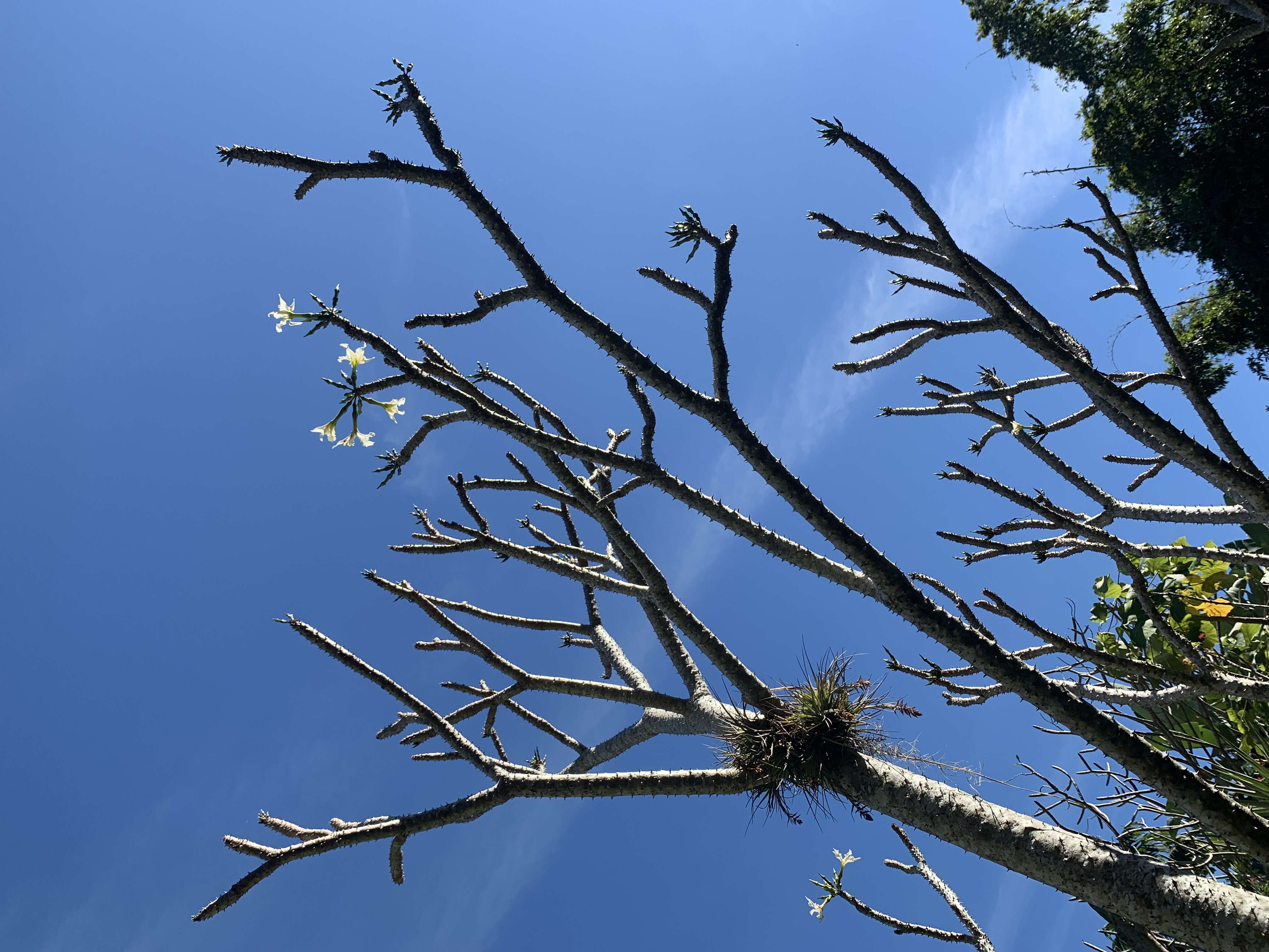 Image of Pachypodium rutenbergianum Vatke