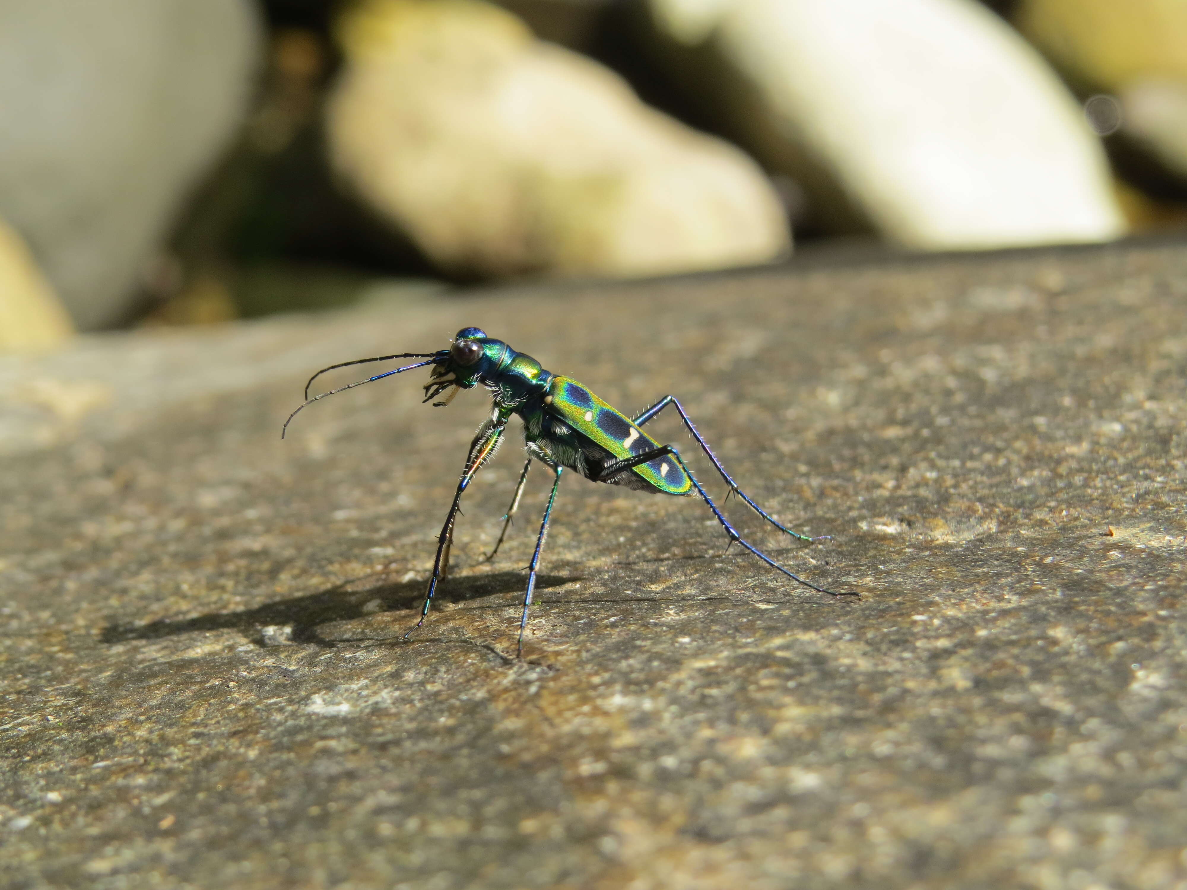 Image of Cicindela (Cosmodela) duponti Dejean 1826