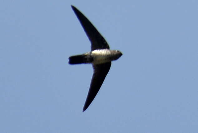 Image of Glossy Swiftlet