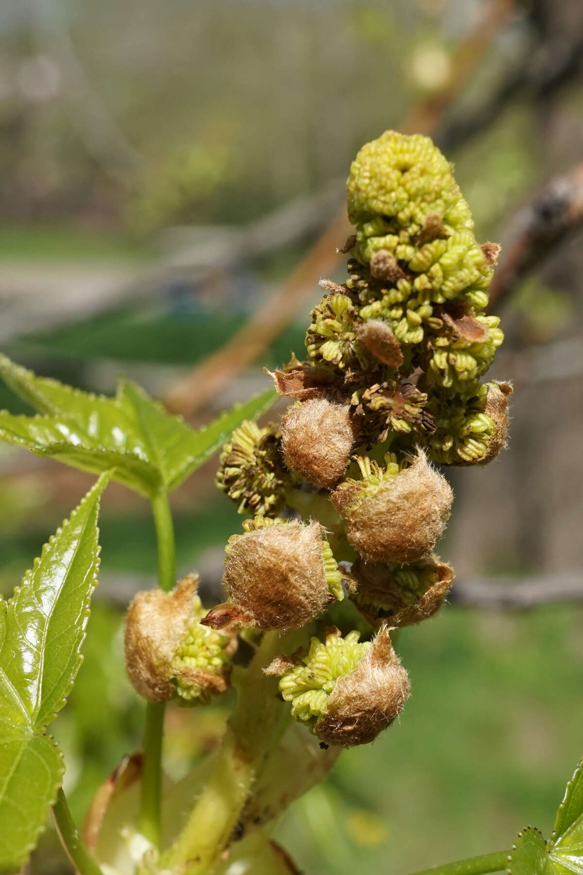 Image of American Sweetgum