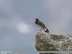 Image of Himalayan Rubythroat