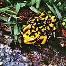 Image of Atelopus petersi Coloma, Lötters, Duellman & Miranda-Leiva 2007