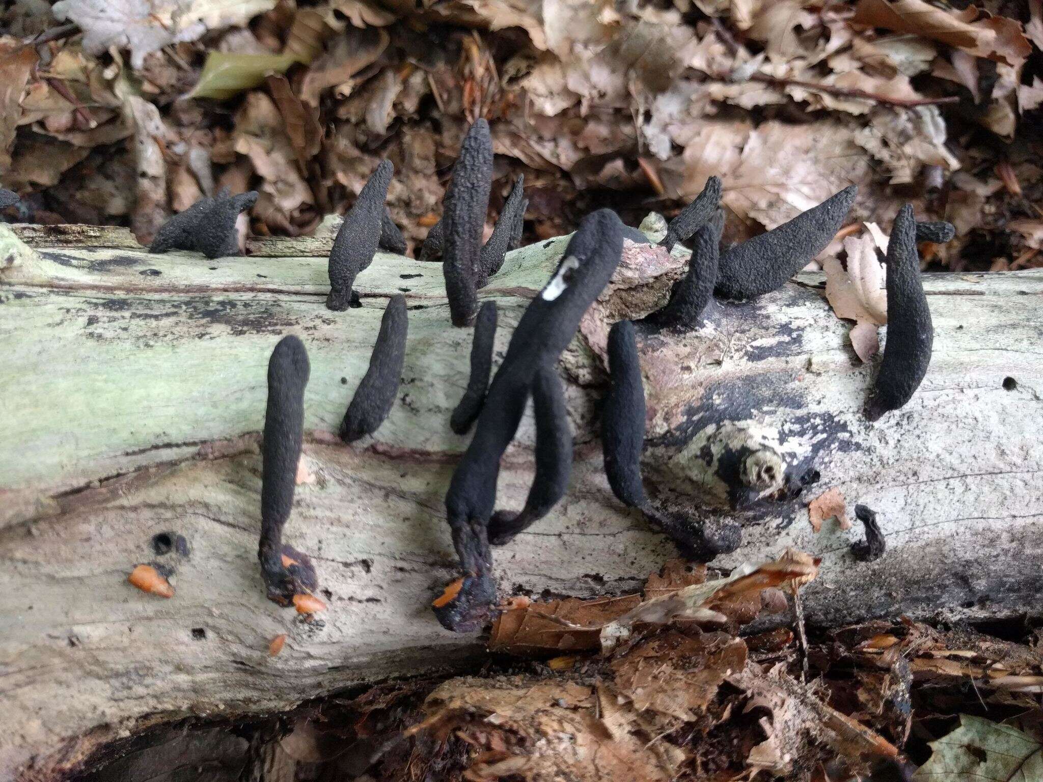 Image of Xylaria longipes Nitschke 1867