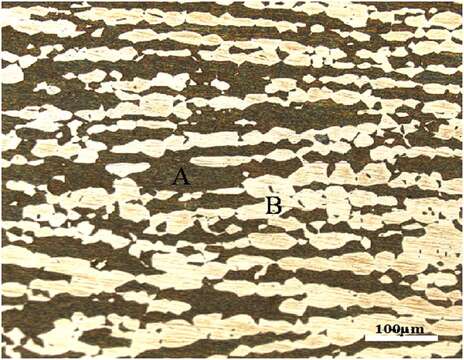 Pseudomonas aeruginosa resmi