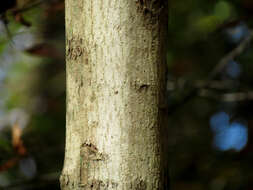 Image of Norway Maple