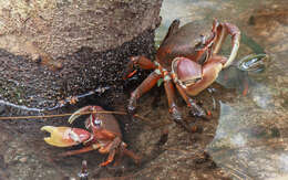 Image of brown land crab