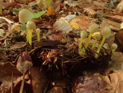 Mycena epipterygia (Scop.) Gray 1821 resmi