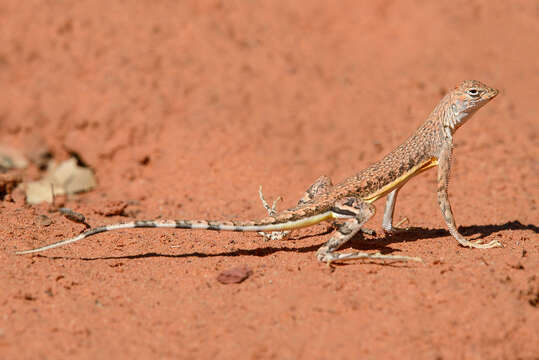 Image of Zebratail lizards