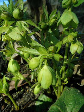 Image of Helleborus odorus subsp. cyclophyllus (A. Braun) Strid