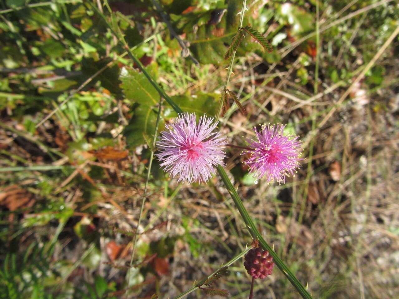 Mimosa quadrivalvis L.的圖片