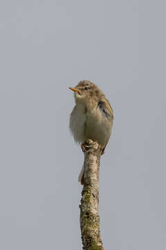 Image of Willow Warbler