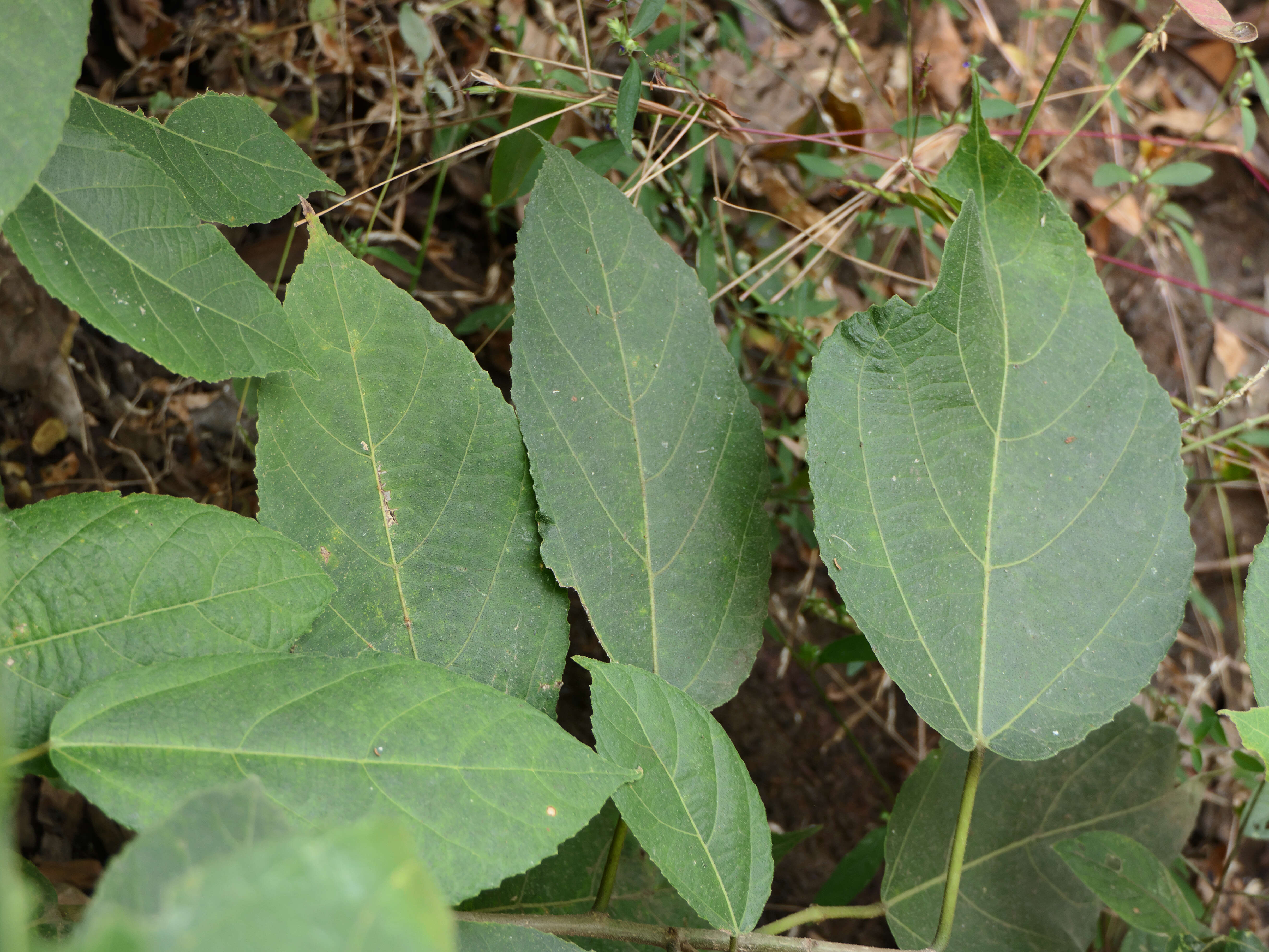 Ficus exasperata Vahl的圖片