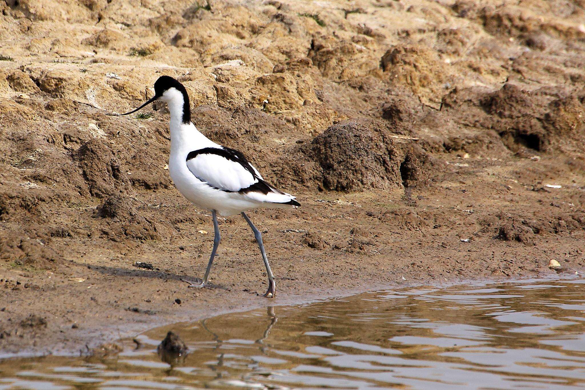 Image of avocet, pied avocet