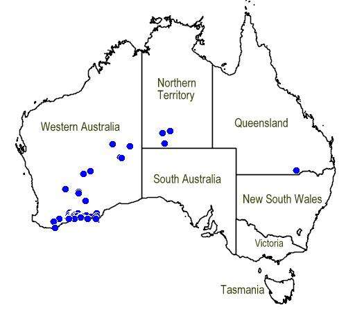 Image of Prostanthera baxteri A. Cunn. ex Benth.