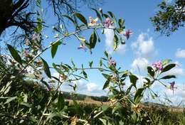 Image of matrimony vine