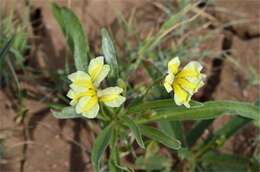 Imagem de Goodenia strangfordii F. Müll.