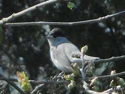 Image of Blackcap