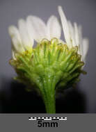 Imagem de Tripleurospermum inodorum (L.) Sch.-Bip