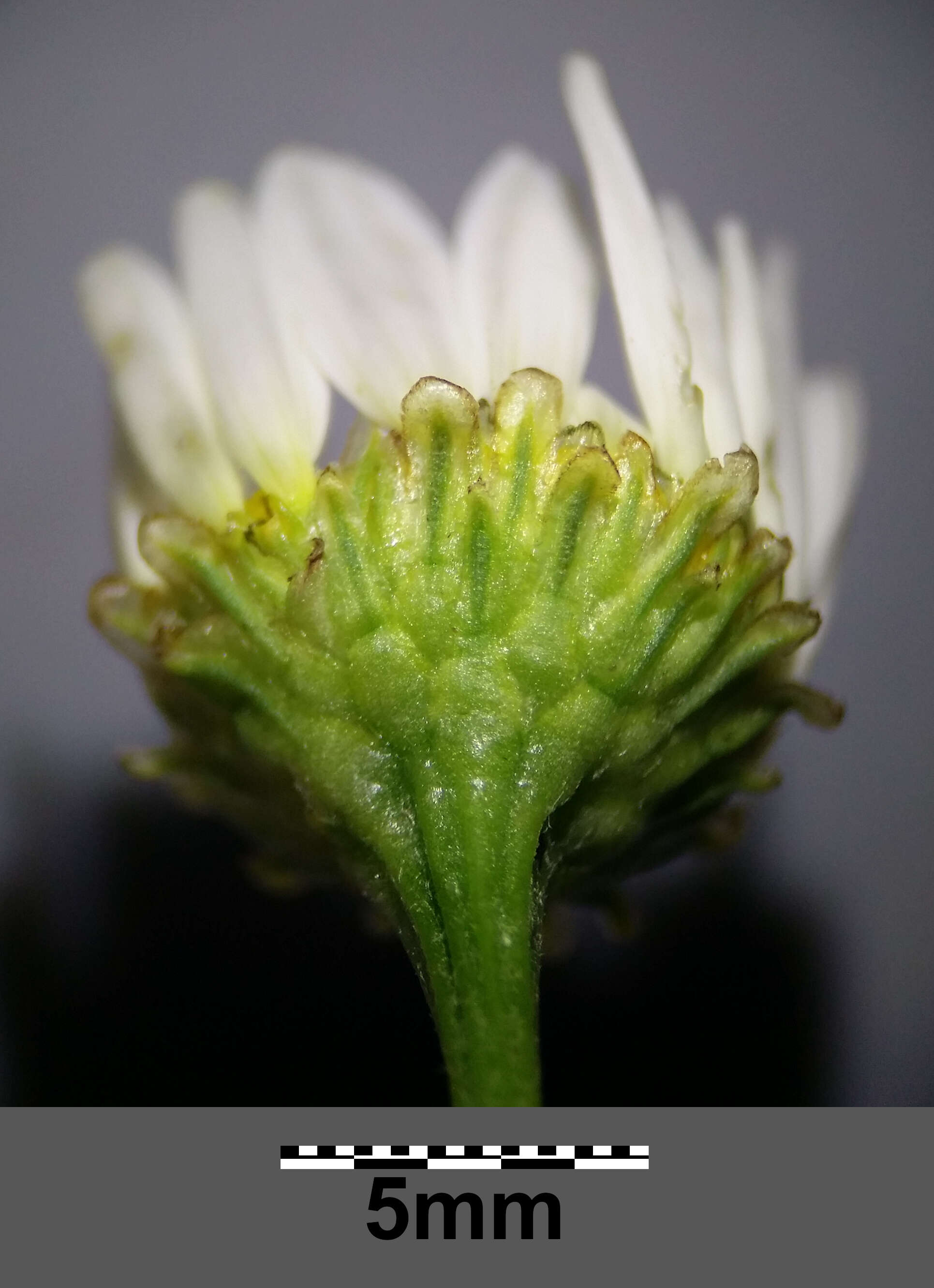 Imagem de Tripleurospermum inodorum (L.) Sch.-Bip