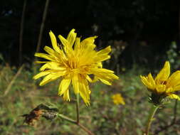 Picris hieracioides L. resmi