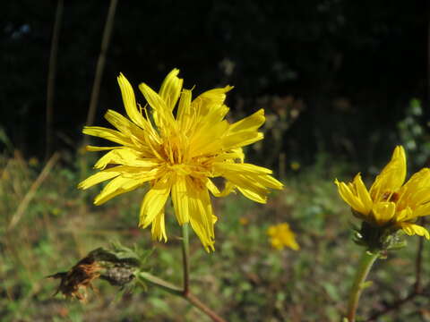 Image of hawkweed oxtongue