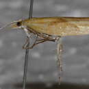 Image of Ypsolopha canariella