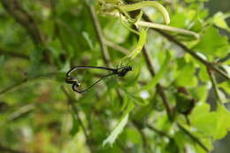 Image de Onychargia Selys 1865